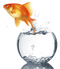 goldfish_bowl_2