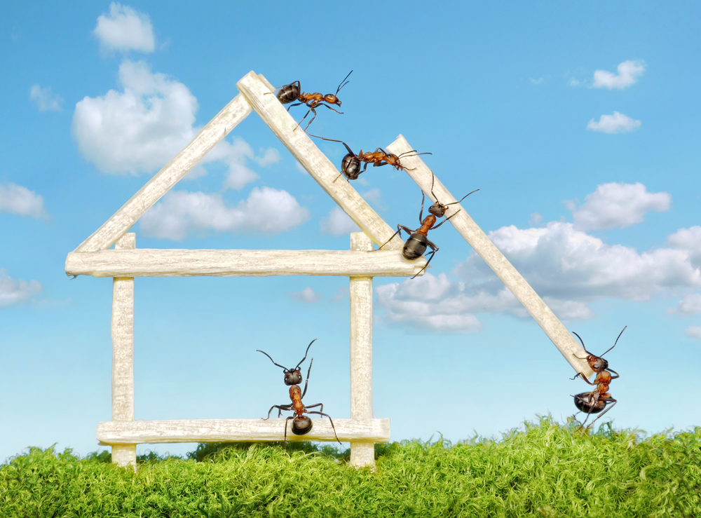 Teamwork-ants-building-a-house
